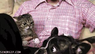 zarpazos,Gato,perro,golpear,collejas,mala leche,bulldog frances