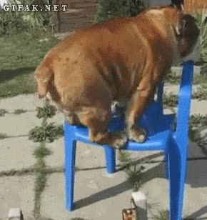 Educado,Sentar,Silla,Educar,Feel like a sir,Perro,Bulldog