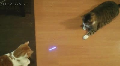 gatos,jugar,ping pong,laser
