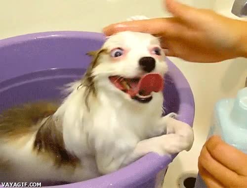 barreño,poseido,perrito,endemoniado,cubo,acariciar