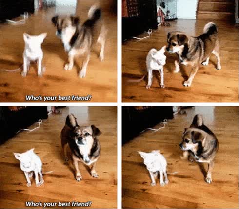 perro,hablar,best friend,amigo,gato,abrazar