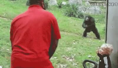 Humano,Mono,Bailar,Zoo,Chimpance,Imitar,Hombre