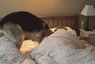 Trabajar,Mañana,Lunes,Cama,Despertar,Perro,Pastor aleman