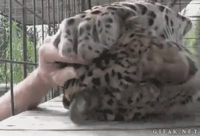 Mimo,Cari&ntilde;o,Tigre,Placer,Zoo,Gustillos,Caricias,Jaula