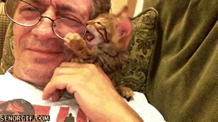Me da igual que quieras ver la tele, yo quiero jugar con tus gafas gato,gafas,humano,jugar,quitar,morder,cachorro