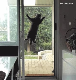 Gato,fuera,dentro,puerta,trepar,spidercat
