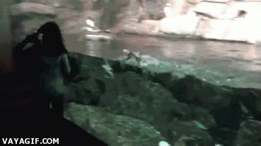 carrera,listos,agua,mujer,frailecillo,pingüino,acuario,piscina