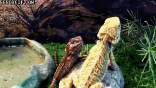 lagartija,cortesía,vecino,saludar,lagartos,reptiles,tienda de animales
