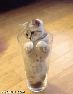 gato,vaso,adentro,trono,escondido,zarpas,arañar,cristal