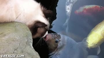 carpa,agua,beso,pez,gato