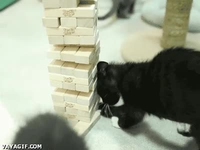 Jenga,gato,negro,cat,monada,inteligente,equilibrio