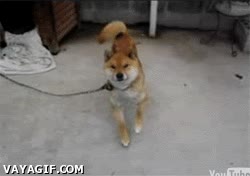 mear,esperar,orinar,baño,aguantar,saltos,perro,expresion