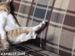 sofa,estirarse,dormir,sueño,gato,pereza,siesta