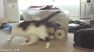 Gato,brujeria,cinta,metrica,metro,caja,plastico,perseguir