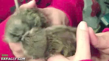 mono,copiar,pasar,titi,espejo,reflejo