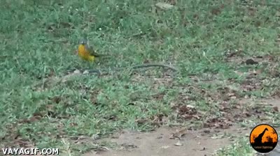 hijos,serpiente,valiente,riesgo,jugar,ave,cazar,pajaro