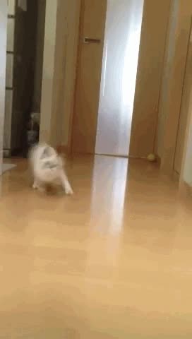 ¡Te he dicho muchas veces que no quiero cámaras en casa, humano! risa,golpe,paparazzis,gato,camaras,saltar,atacar
