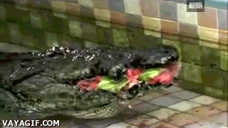 cocodrilo,sand&iacute;a,camara lenta,efecto,fuerza