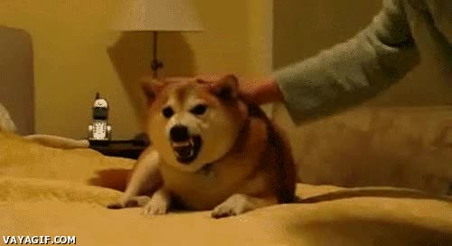 perro,molestar,furia,regla,novia,rabiar,rabioso