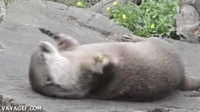 malabares,malabarista,piedra,nutria,adorable