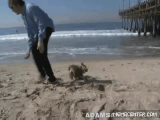perro,rodar,arena,playa,bulldog,suave,huir,croqueta