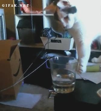 Gato,Gravedad,Vaso,Agua,Caer,Empujar,Tirar