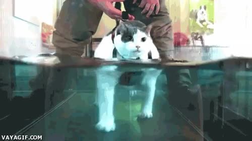 Gatos,problemas,motrices,piscina,cinta transportadora,sobrepeso