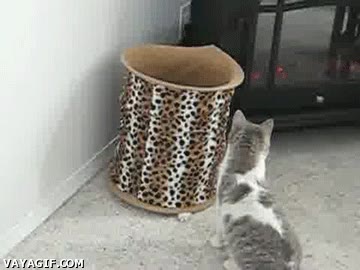 Gato,mover,raro,sorprendido,escondido