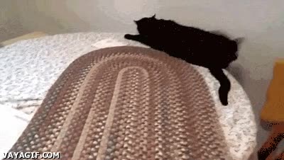 mesa,agilidad,resbalarse,caida,gato,mantel,al suelo