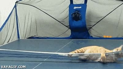apuesta,tenis de mesa,gato,lata de at&uacute;n,jugar,ping-pong,ping pong