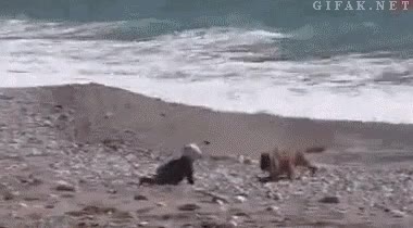 Rescatar,Ola,Mar,Playa,Salvar,Bebe,Perro
