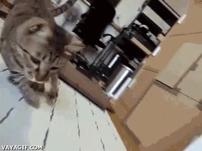 Gato,Correr,Velocidad,Girar,C&aacute;mara,Acci&oacute;n