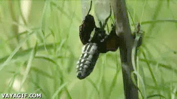 mariposa monarca,gif,vida,oruga,gusano,capullo,crisalida