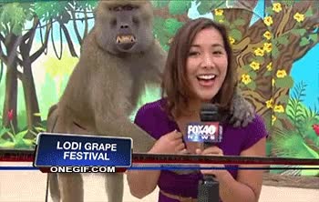Reportera,Babuino,Mono,Sonrisa,Periodista,TV,Meter mano