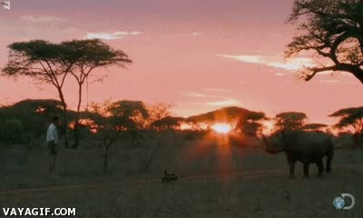 camara,rinoceronte negro,aguantar,mirada,asustar,hacer retroceder,valor,valiente