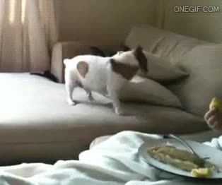 Perro,Lim&oacute;n,Acidez,Asco,Irritante,Reacci&oacute;n