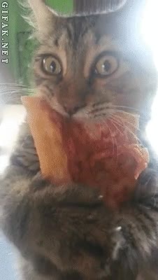 es mia,pizza,no te la doy,gato,mi tesoro,no soltar