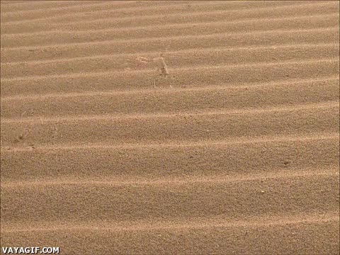 complicado,ara&ntilde;a,rodar,viento,volteretas en el aire,quemar