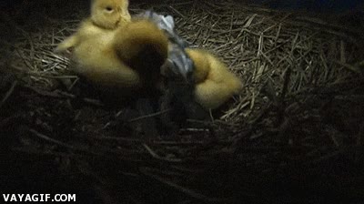 gato,pato,abrazar,frio,nido,calor