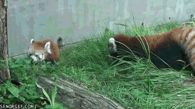 panda rojo,susto,zoo,cachorro,asustar