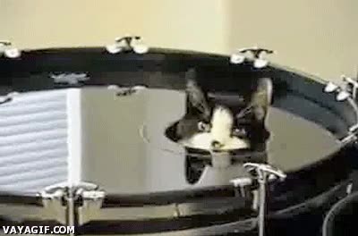 bateria,tambor,escondite,gato,bombo,dentro,agujero