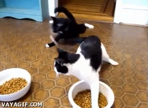 virus,gato,efectos de anestesia,efectos,anestesia,mutar