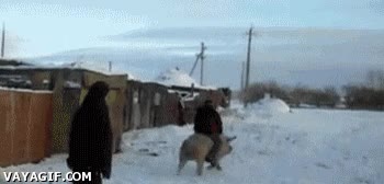 babe,cerdo,cabalgar,montar,arre