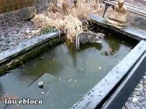 pez,pescar,hielo,frio,gato,perseguir,capa,estanque