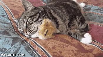 Gato,Pollito,Despertar,Dormir,Amigo,Vivir al limite
