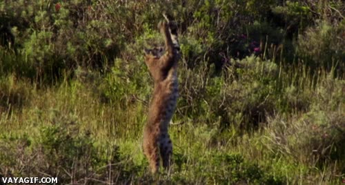 gato,cazar,salto,agil,saltar,agilidad