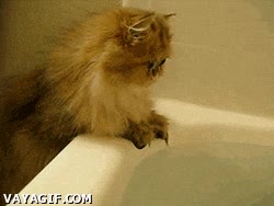 mirada,gato,bañera,agua,baño,meterse