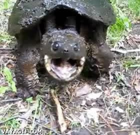 expresion,cansancio,tortuga,boca,abierta,fatiga,correr,vuelta,competicion