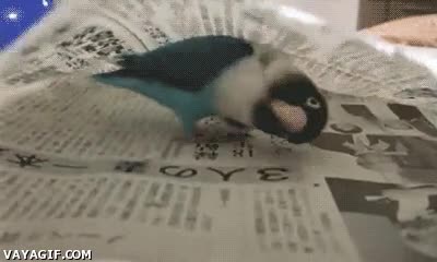 periodico,periquito,debajo,vueltas,atrapado,ikea,laberinto,expresion