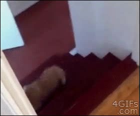perro,corgi,escaleras,rodar,croqueta,fail,bajar,caer